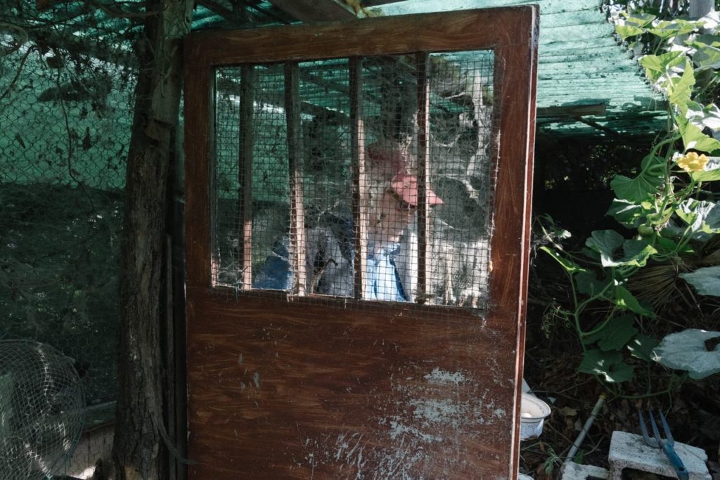 Old Man Portrait behind a rusty and full of Spiderwebs door grid in the Backyard