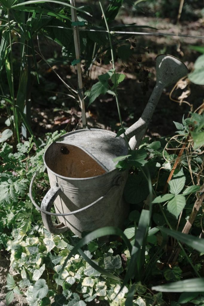 Rusty and old Watering Can close up in the middle of the backyard's vegetation