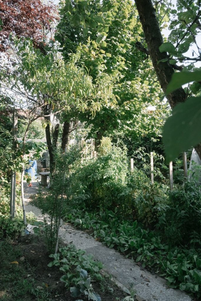 Backyard landscape with a path. Nature is reach of vegetables and growing trees. Green is the predominant colour.