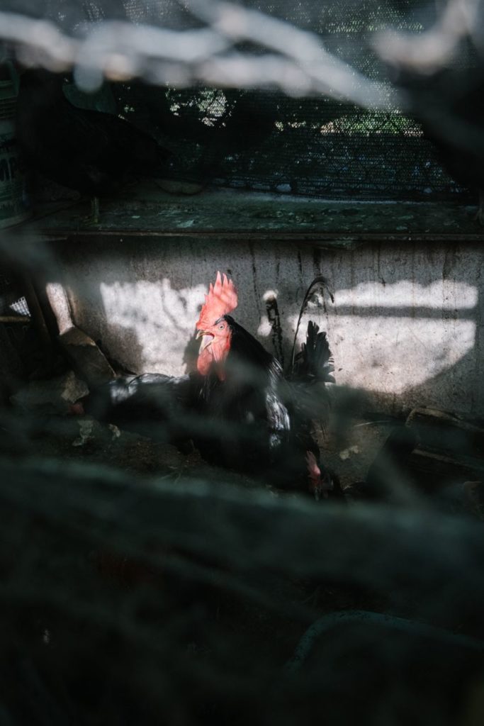 Rooster in a backyard inside an old cage. A sunbeam lights the animal through the broken and dirty net.