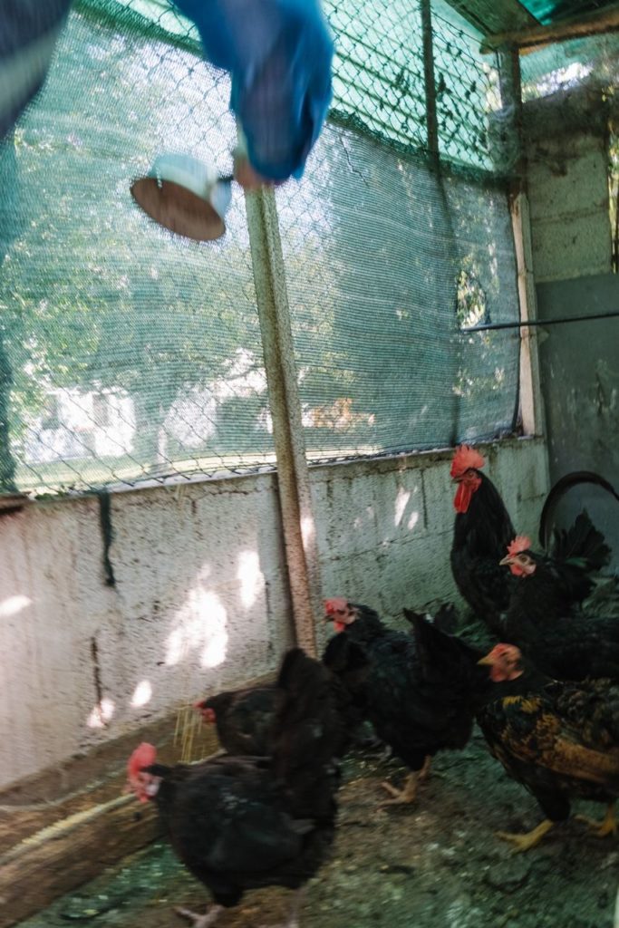 Hand feeding the Chickens in the Backyard. Visible motion blur